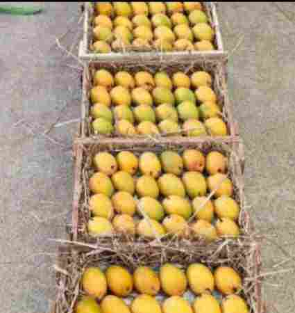Wholesale Price Fresh Distinct Aroma 100% Authentic Devgad Hapus Mango