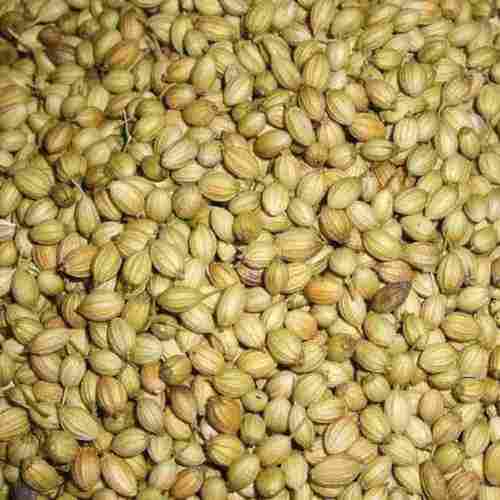 Machine Cleaned Dried Fresh Aroma Coriander Seeds (Dhaniya)