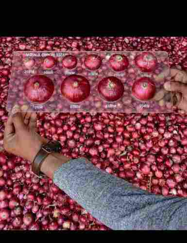 100% Mature Hygienically Packed Fresh Red Onion in Oval and Round Shape