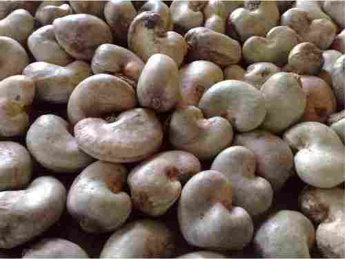 High In Protein Benin Origin Raw Cashew Nut with High Nutritional Value