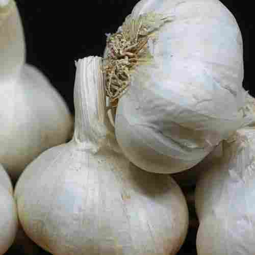 A Grade 100% Pure Fresh And Organic Big Pod Garlic for Cooking