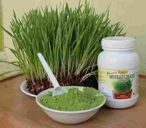 Bulk Wheat Grass Powder 16 Kg For Medicinal Use With 12 Months Shelf Life