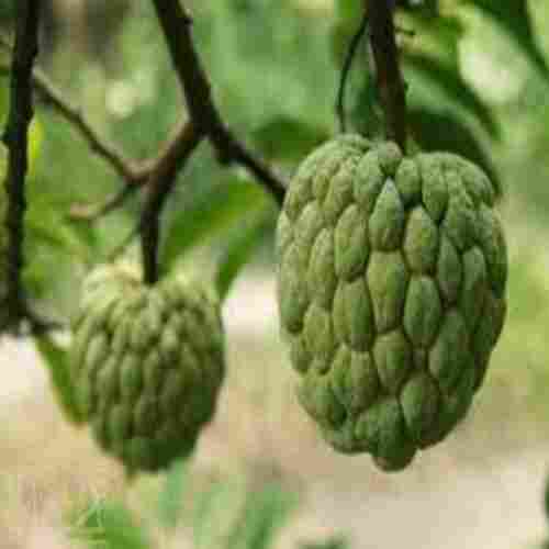 Rich Natural Delicious Taste Chemical Free Healthy Green Ripe Custard Apple