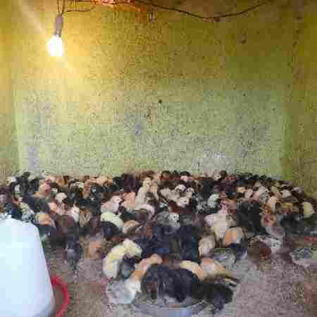 Poultry Farming Pure Sonali Breed Chicks For Meat And Egg Production