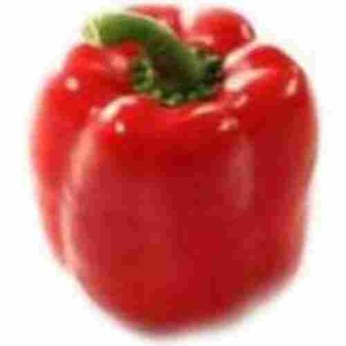 Chemical Free Natural Fine Rich Taste Healthy Red Fresh Capsicum