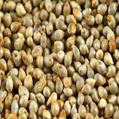 Long Shelf Life Healthy Natural Rich Fine Taste Dried Pearl Millet Seeds
