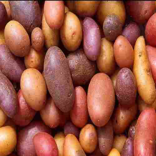 A Grade Smooth And Velvety Texture Rich Potassium Red Potatoes