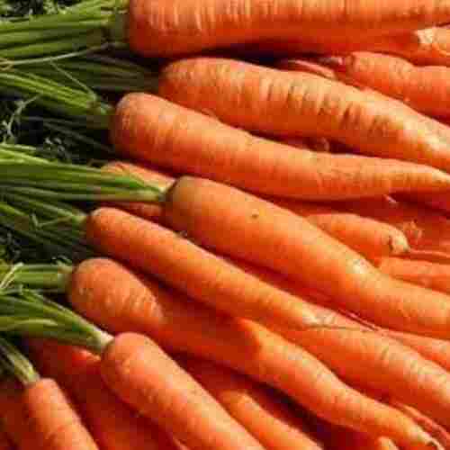 High Fiber Healthy Natural Rich Taste Chemical Free Orange Fresh Carrot