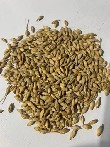 High Quality Barley Seed