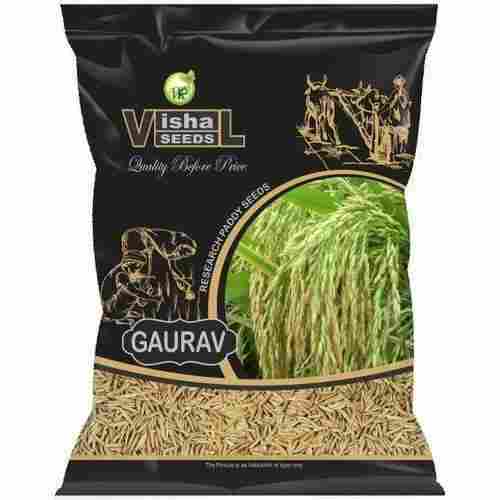 Pure And Organically Grown Indian Origin Gaurav Paddy Seeds For Agriculture