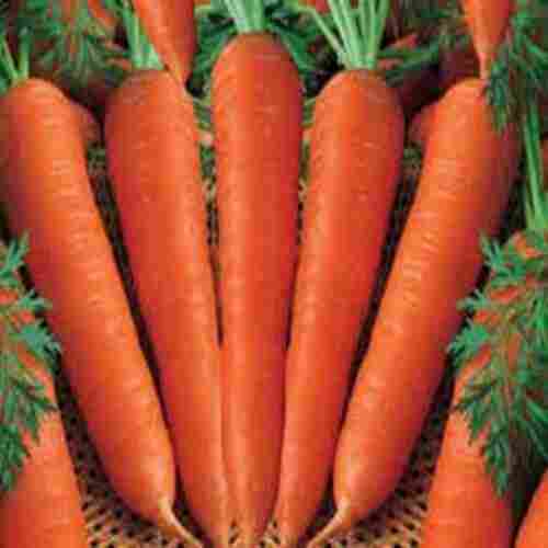 High Fiber Chemical Free Healthy Natural Rich Taste Red Fresh Carrot