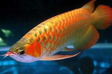 Golden Free From Disease Indoor Usage Aquarium Fish, (Small, Medium, Large)