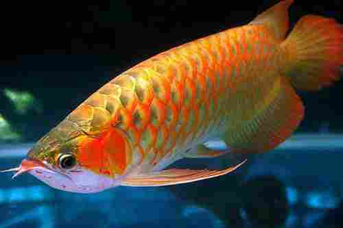 Free From Disease Indoor Usage Aquarium Fish, (Small, Medium, Large)