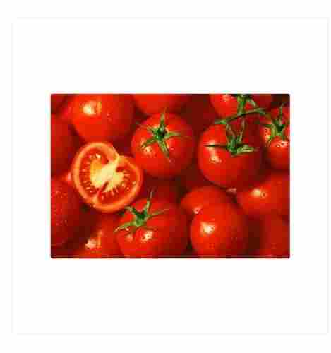 Free From Impurities Easy To Digest Healthy And Nutritious Red Fresh Tomatoes