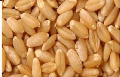 Brown Gluten Free, Healthy Indian Wheat For Making Chapati, Khakhara, Roti