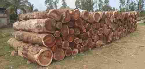 Brown Teak Wood Timber Log, Diameter 16 inch