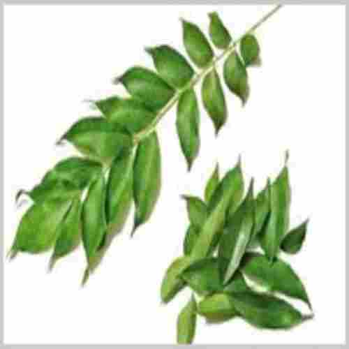 No Artificial Color Nice Fragrance Rich Natural Taste Green Dried Curry Leaves