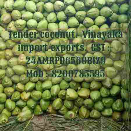 Round Shape A Grade Green Natural Tender Coconut with Nutrients and Immunity Booster