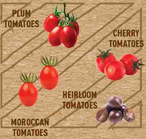 Pesticide-Free Organically Grown Healthy And Fresh Tomatoes Vegetables