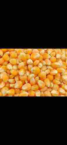 Yellow Colour Non Glutinous Animal Feed Maize Seeds, Admixture 2.5%