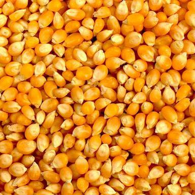100% Pure Non Gmo Yellow Corn Shelf Life: 2 Years