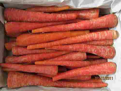 Organic Red Colour Farm Fresh Nutritious Tender Carrots