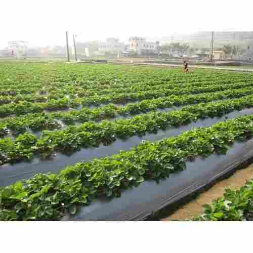 Moisture Proof Plain Roll Black Mulching Sheet for Agriculture, GSM 120 to 200