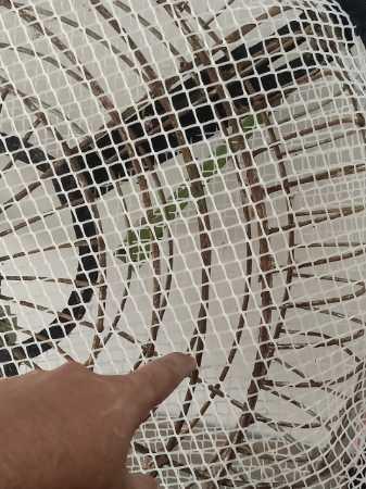Plastic Virgin Hdpe Natural White Fan Safety Net Cover With Hexagonal Mesh Structure