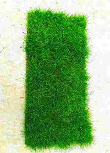Athletie Field Sod Lawn Grass