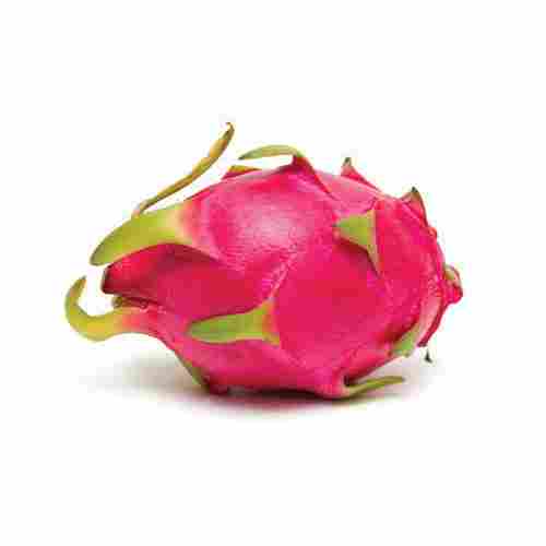 Maturity 100 Percent No Artificial Color Sweet Delicious Rich Natural Taste Healthy Organic Pink Fresh Dragon Fruit