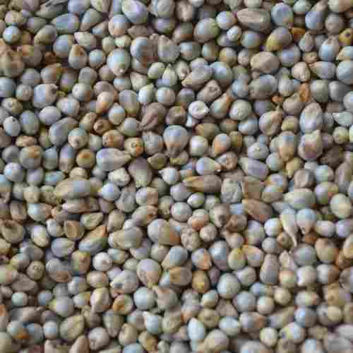 Premium And Naturally Sweet Flavor Pearl Millet Enriched With Nutrients And Minerals