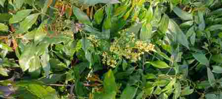 Well Watered Full Sun Exposure Bombai Litchi Fruit Plant