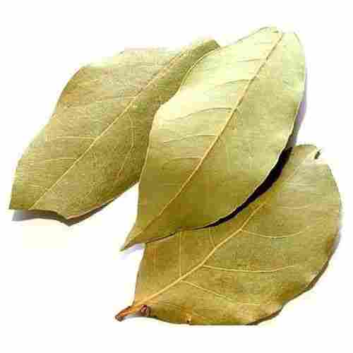 Pesticide Free Anti Inflammatory Properties Natural Green Dried Bay Leaf