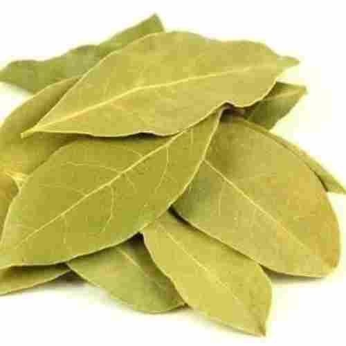 Pesticide Free No Artificial Flavour Green Farm Fresh Dried Natural And Aromatic Bay Leaf
