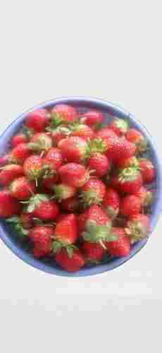 Best Price Fresh Red Strawberry Fruit For Wedding Party With 1Kg Pack