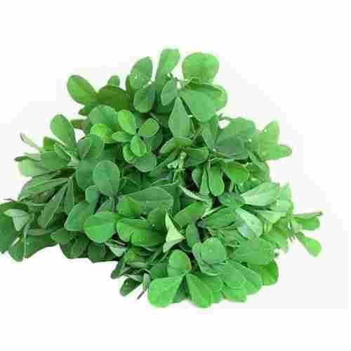Natural Green Fenugreek Leaf Good For Skin And Hair