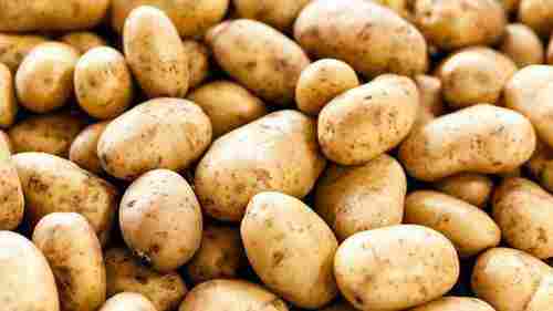 Fresh Natural Potato For Good In Taste, Healthy Substance