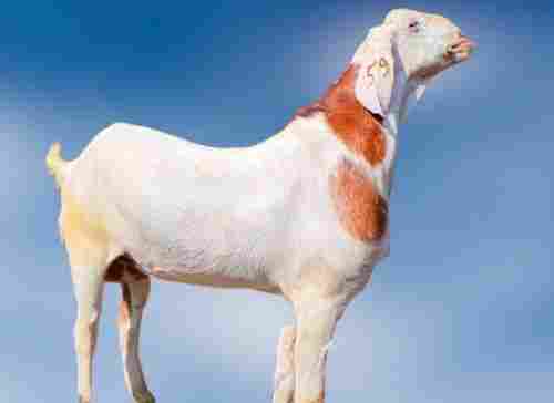 Sheshansha Saanen Largest Breed Of Swiss Goat, 90 Cm At The Withers, White And Brown In Color