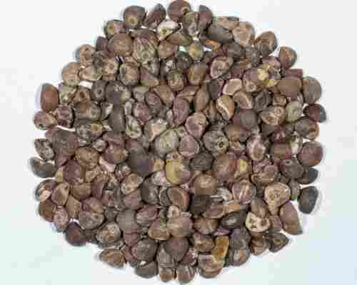 Impurity Free Natural Dried Argyreia Nervosa Seeds