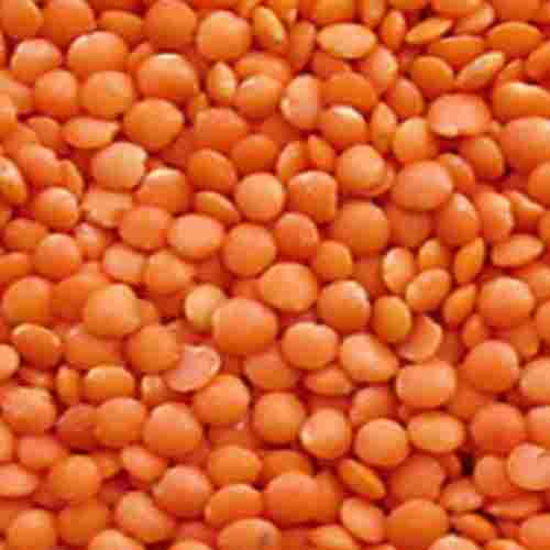 Non Polished Dried and Clenaed Pure Organic Masoor Dal With 100% Purity