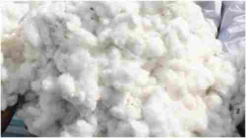 100% Pure White Color Organic Raw Cotton For Fill Pillow With 2 % Moisture