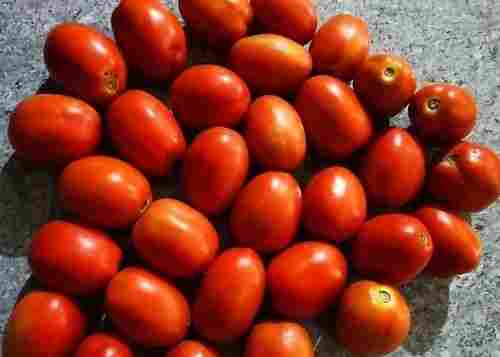 100% Organic And Farm Fresh Red Tomato For Tomato Souce And Cooking