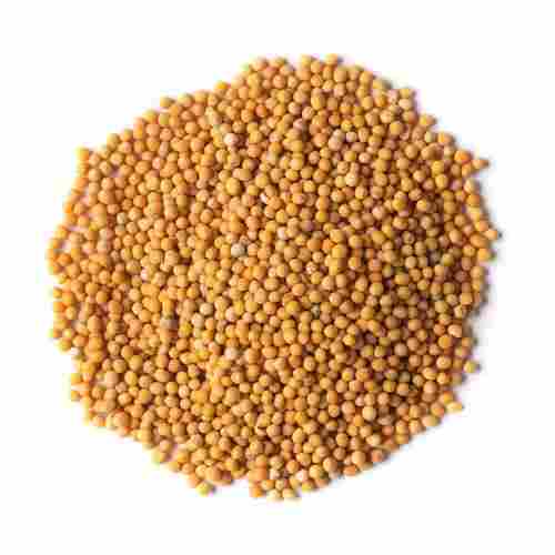 Dried And Cleaned Yellow Natural & Pure Mustard Seeds For Cooking