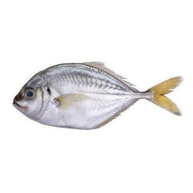 Block Omega Rich Silver Colour Healthy Malabar King Paarai Fish