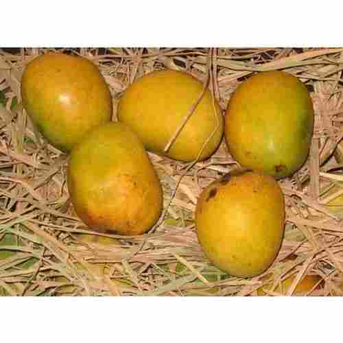 Delicious And Easy To Digest Yellow Colour Tasty King Of Fruits Ripen Mango
