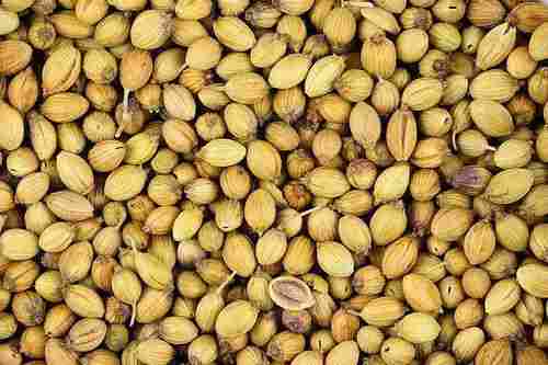 Natural Dried Coriander Seeds 1 Kg For Spices With 12 Months Shelf Life And 2% Moisture