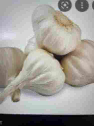 White Garlic For Cooking, Human Consumption And Oil Extraction
