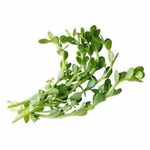 100% Organic Dried Brahmi (Bacopa Monnieri) Leaves For Medicinal Use