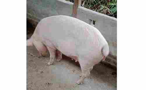 Disease Free Healthy Cream Color 12 Months Old Mother Farm Pig (90 Kg)