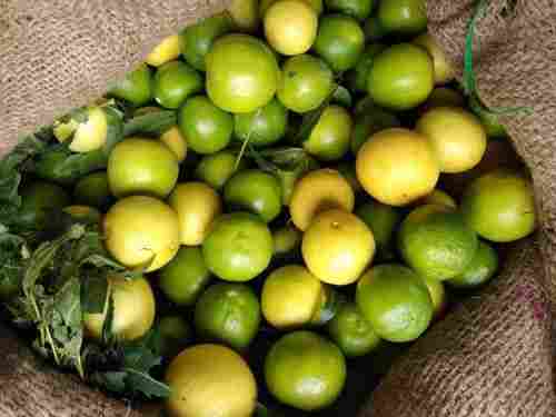 Green And Yellow Pesticides Free And Organically Grown Lemon With Rich In Vitamin C